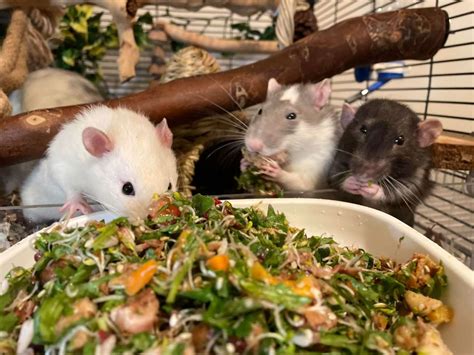 do mice prefer their natural diet over cat food