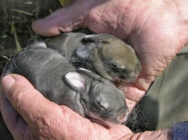 how long can a baby bunny go without food