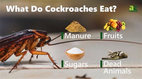 What Food Do Roaches Like and The Unusual Connection to Culinary Myths